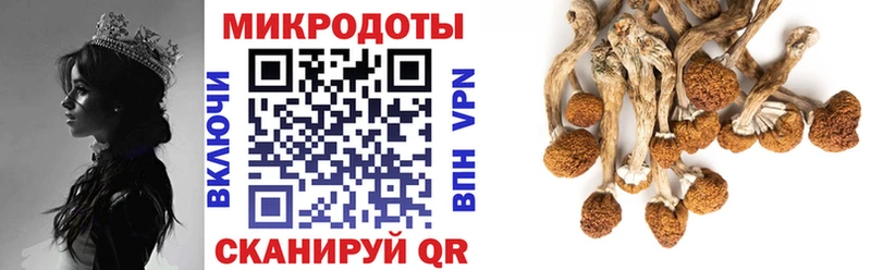 Псилоцибиновые грибы Psilocybine cubensis Артём